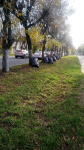 Субботник в МАУДО 