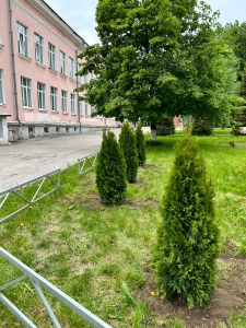 На территории Дворца детского творчества появились туи